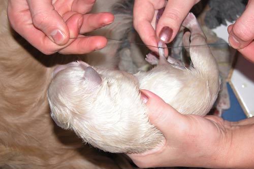 what do you do with a newborn puppies umbilical cord